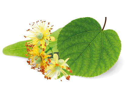 LÍPA = znak české státnosti